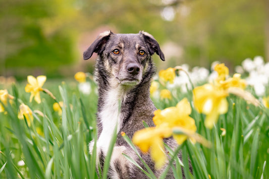 Giftige planter for hund og katt - WePet.no