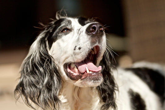 Dårlig Ånde hos Hund: Årsaker og Tiltak