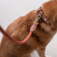Last inn bildet i Gallery Viewer, Hundekobbel Torekov Rusty Bronze - Denjo Dogs
