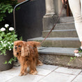 Last inn bildet i Gallery Viewer, Justerbart Kobbel Signature Go Chocolate – Denjo Dogs
