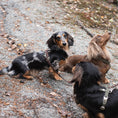 Last inn bildet i Gallery Viewer, Hundesele Signature Go Sjokolade – Denjo Dogs
