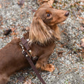 Last inn bildet i Gallery Viewer, Hundesele Signature Go Sjokolade – Denjo Dogs
