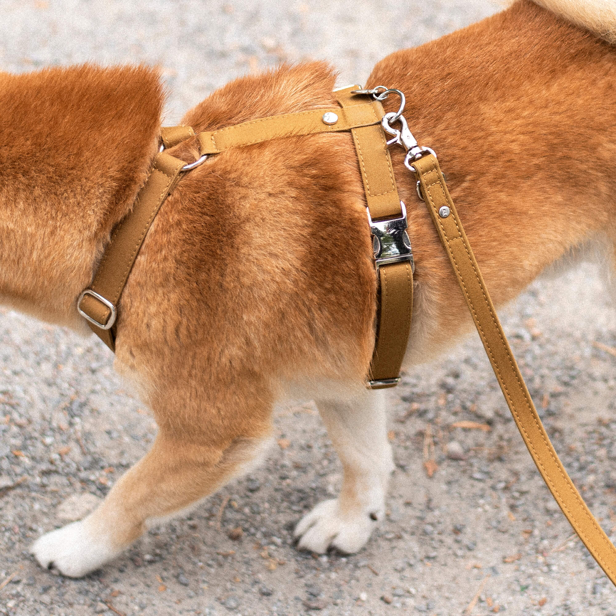 Hundesele Signature Go Sennepsgul – Denjo Dogs