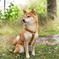 Last inn bildet i Gallery Viewer, Hundesele Signature Go Sennepsgul – Denjo Dogs
