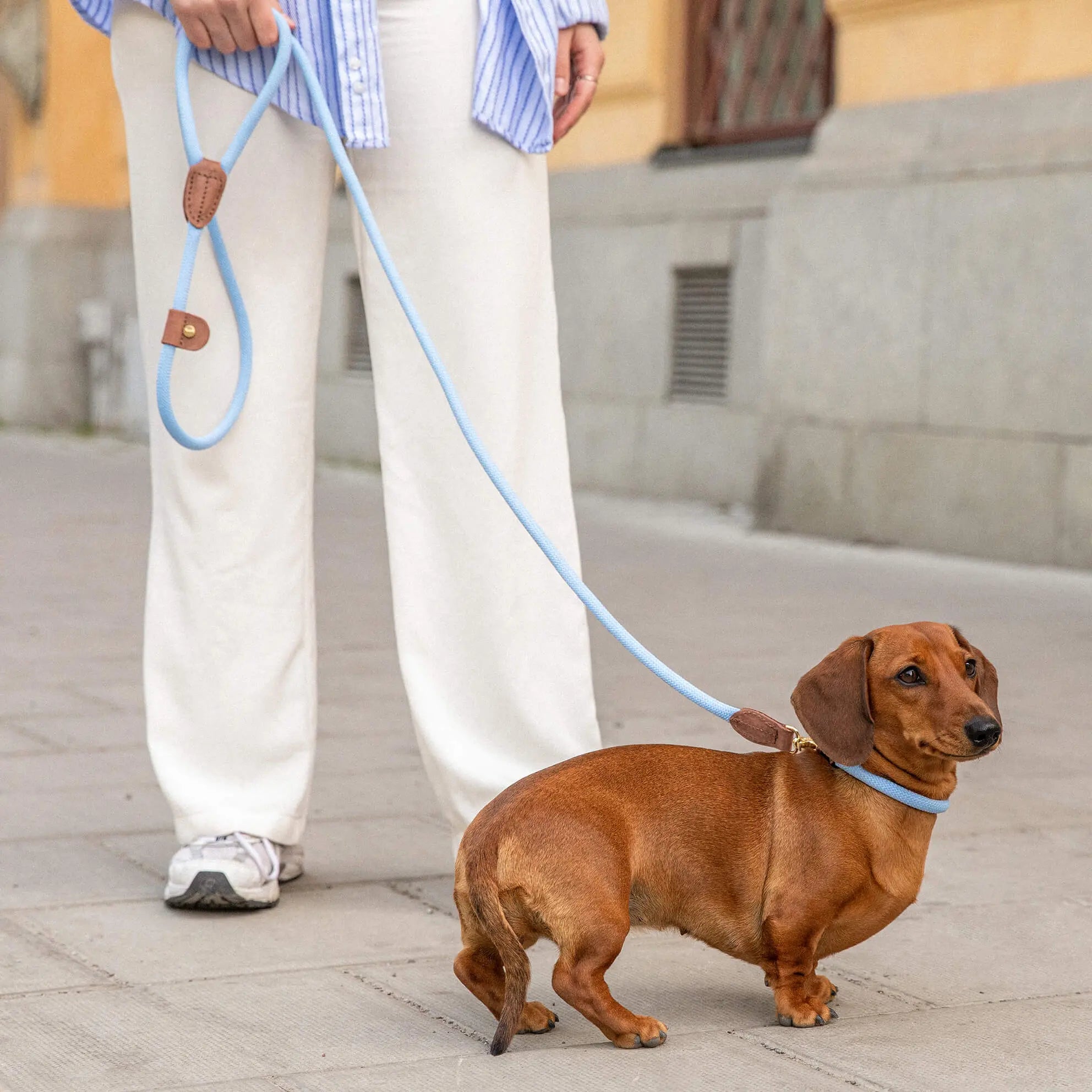 WePet.no Hundehalsbånd Torekov Hortensia Blue - Denjo Dogs