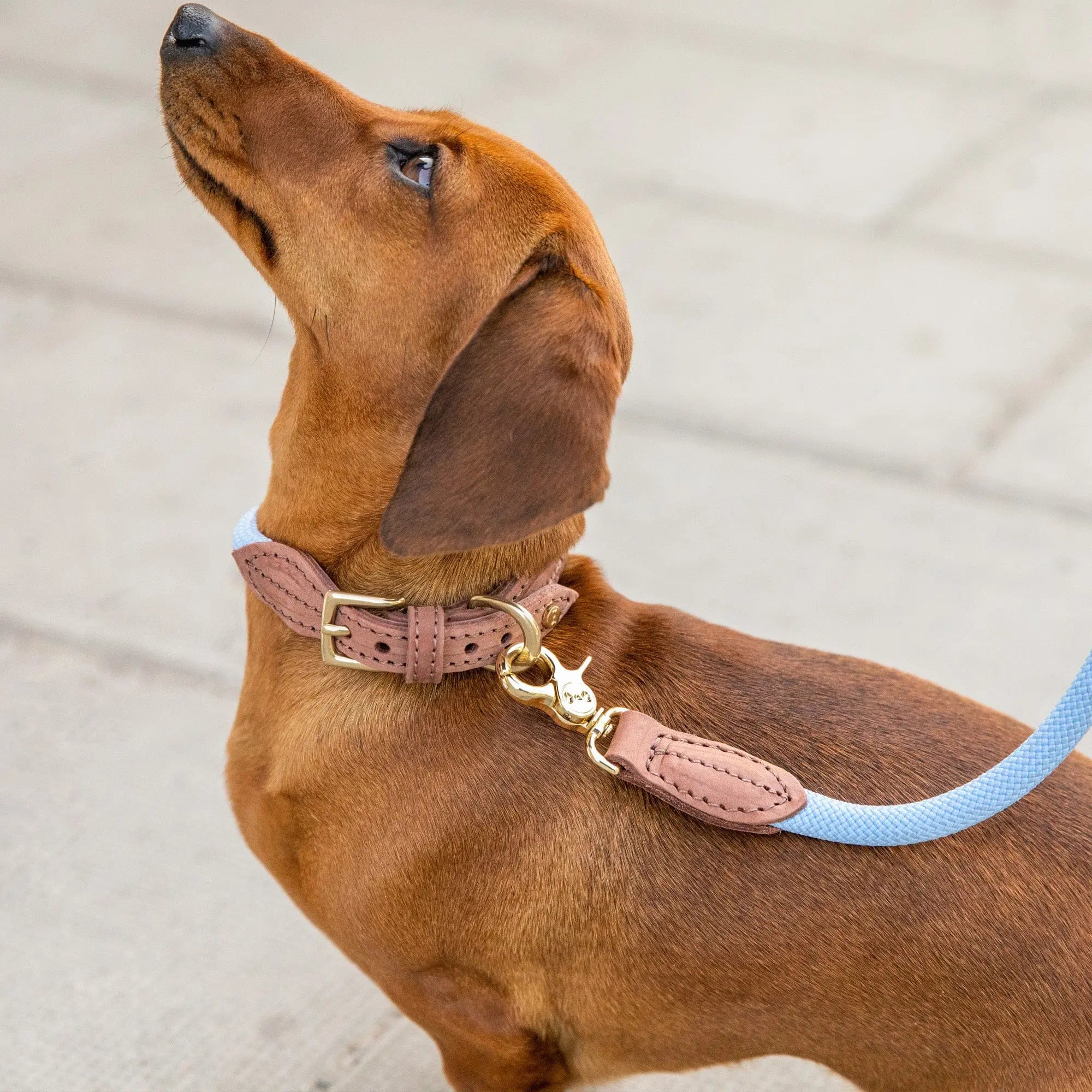 WePet.no Hundehalsbånd Torekov Hortensia Blue - Denjo Dogs