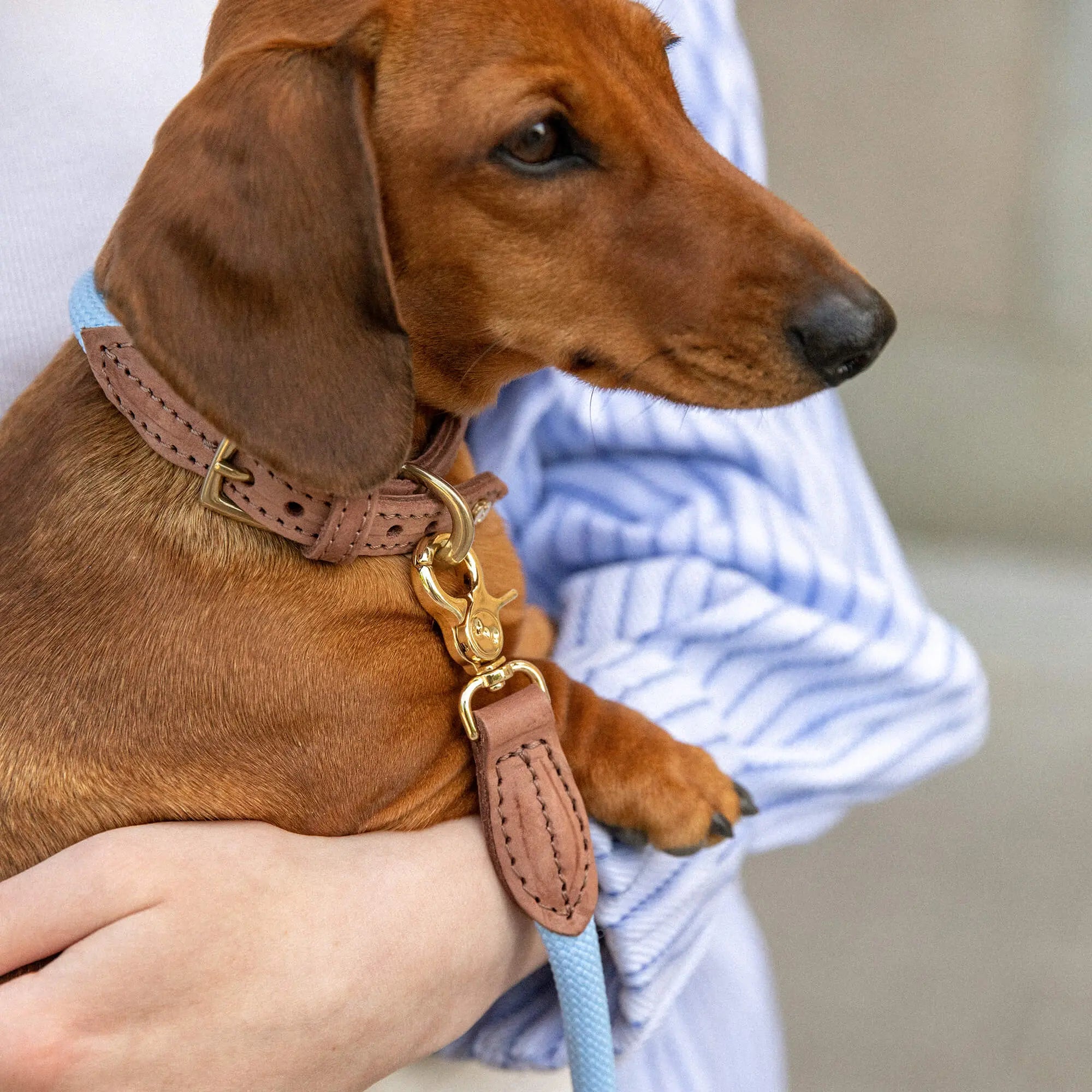 WePet.no Hundehalsbånd Torekov Hortensia Blue - Denjo Dogs