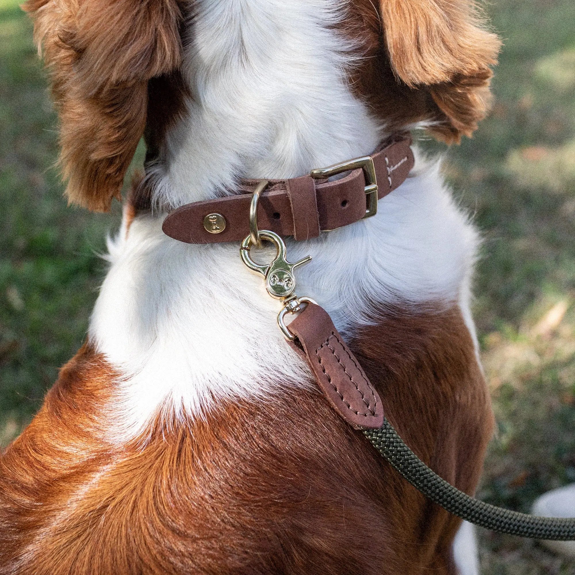 WePet.no Hundehalsbånd Torekov Shimmer Green - Denjo Dogs