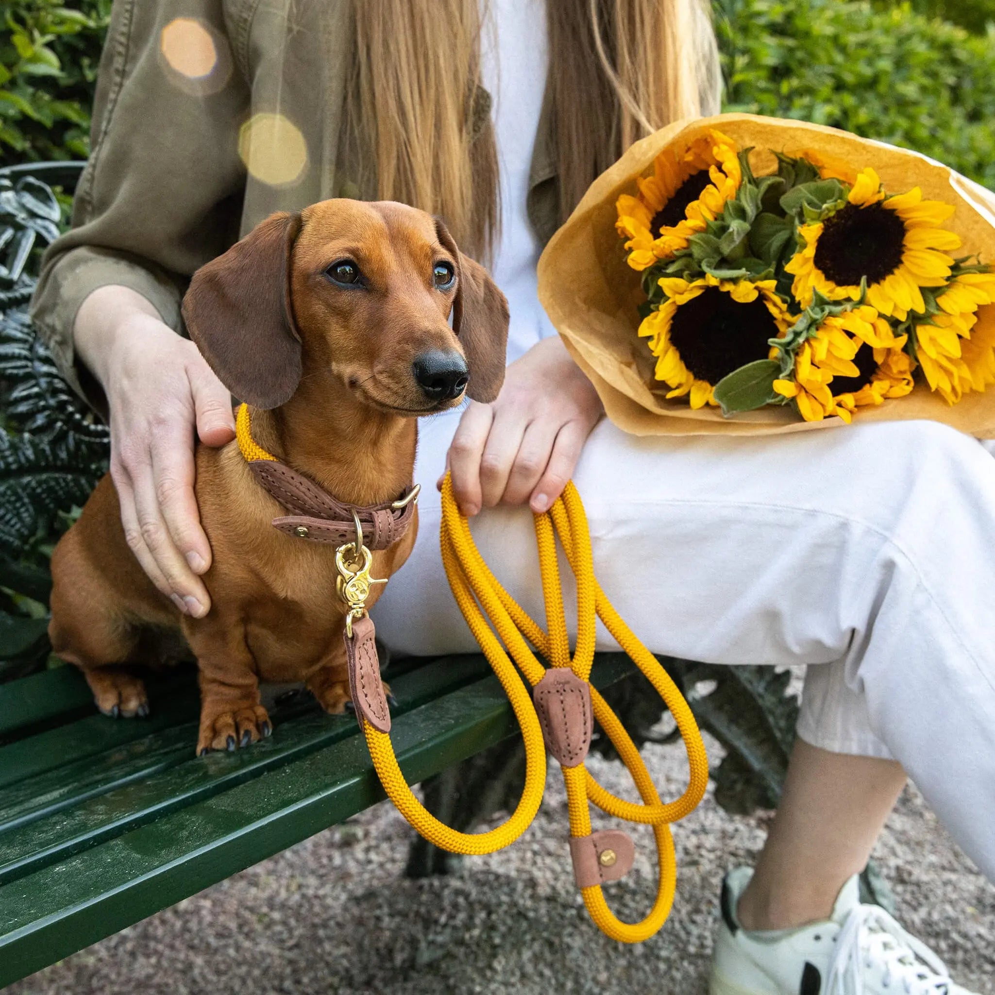 WePet.no Hundehalsbånd Torekov Sunflower Yellow - Denjo Dogs