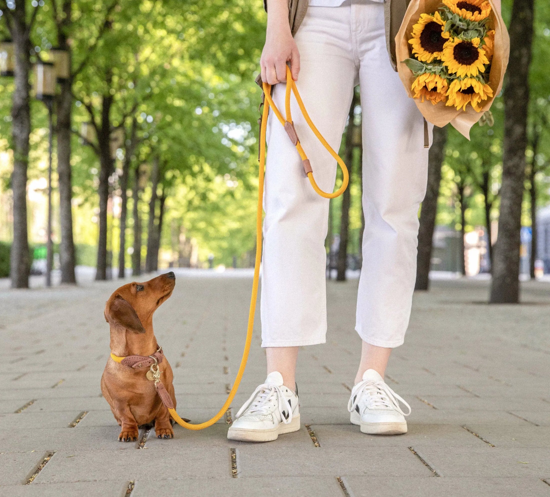 WePet.no Hundehalsbånd Torekov Sunflower Yellow - Denjo Dogs