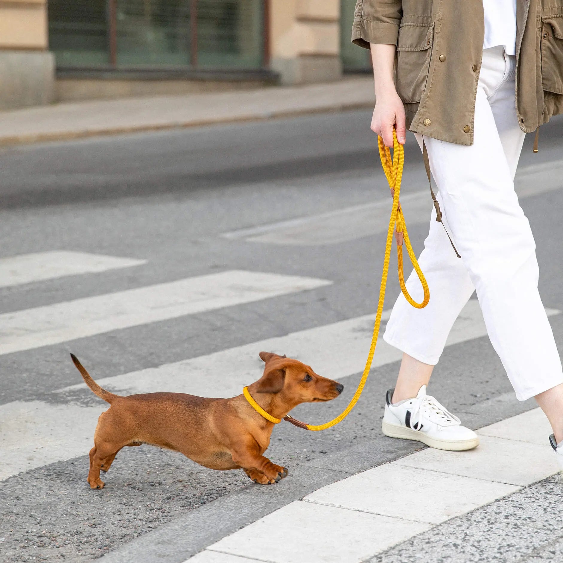 WePet.no Hundehalsbånd Torekov Sunflower Yellow - Denjo Dogs