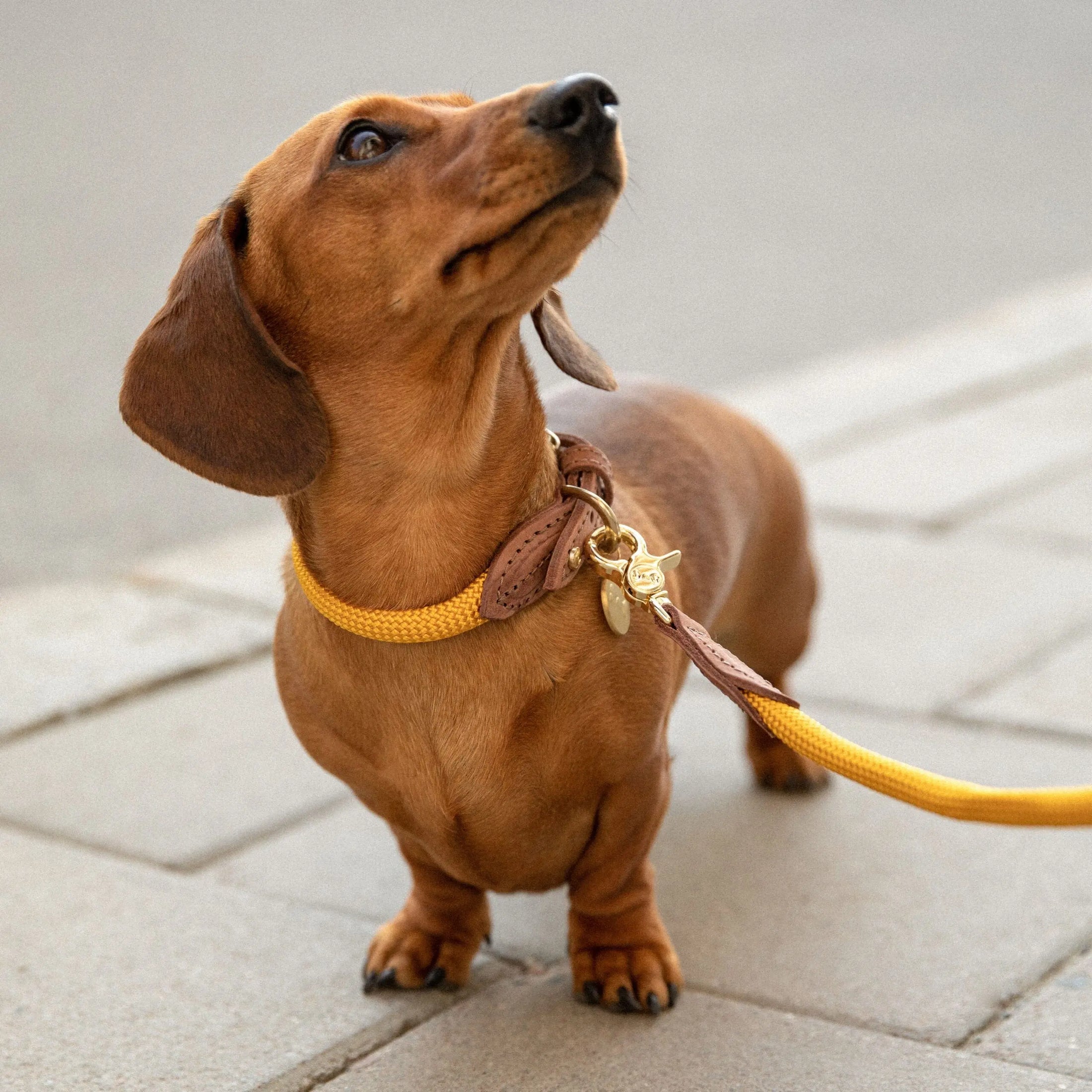 WePet.no Hundehalsbånd Torekov Sunflower Yellow - Denjo Dogs