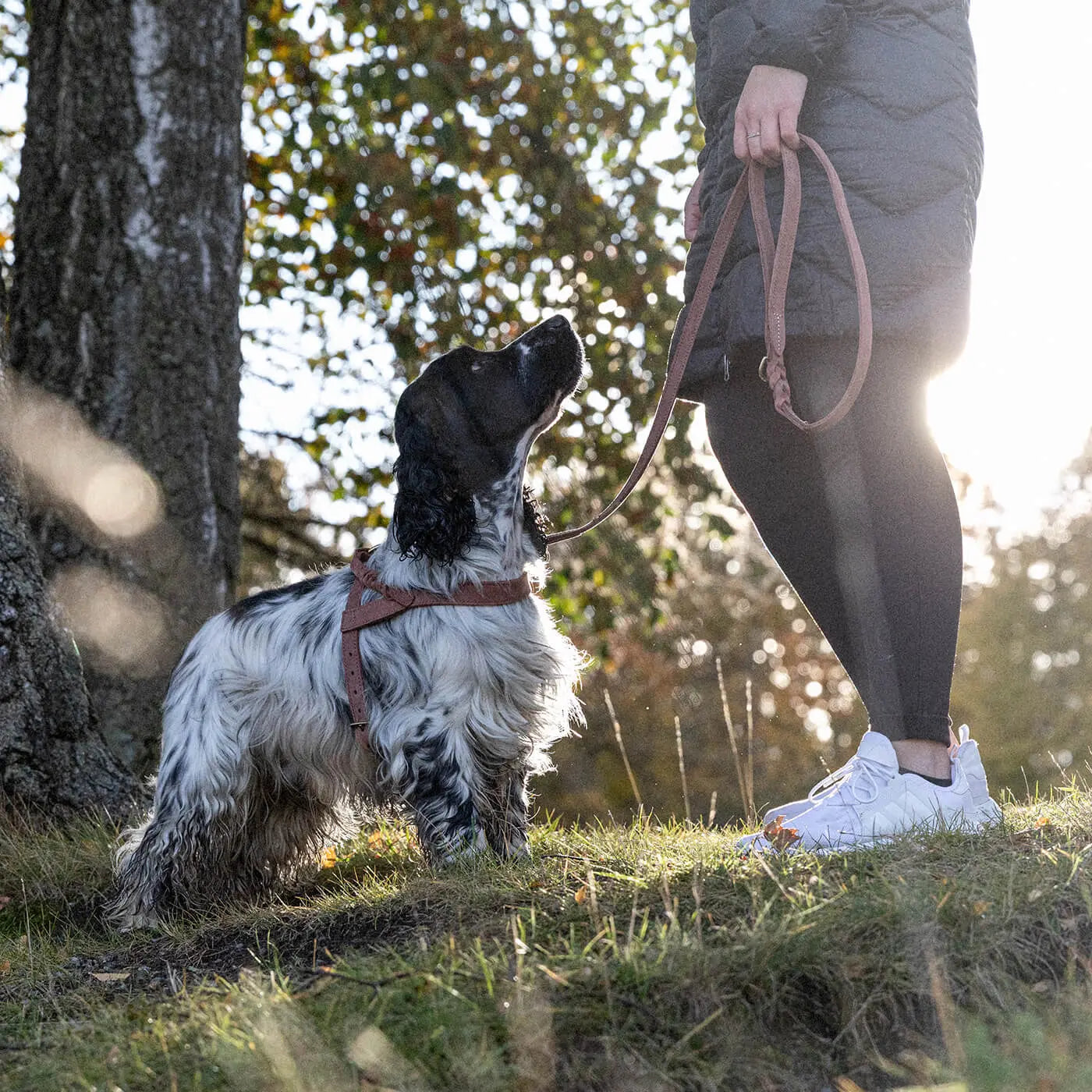 WePet.no Hundekobbel Stockholm Lær Hazel 155 cm – Denjo Dogs