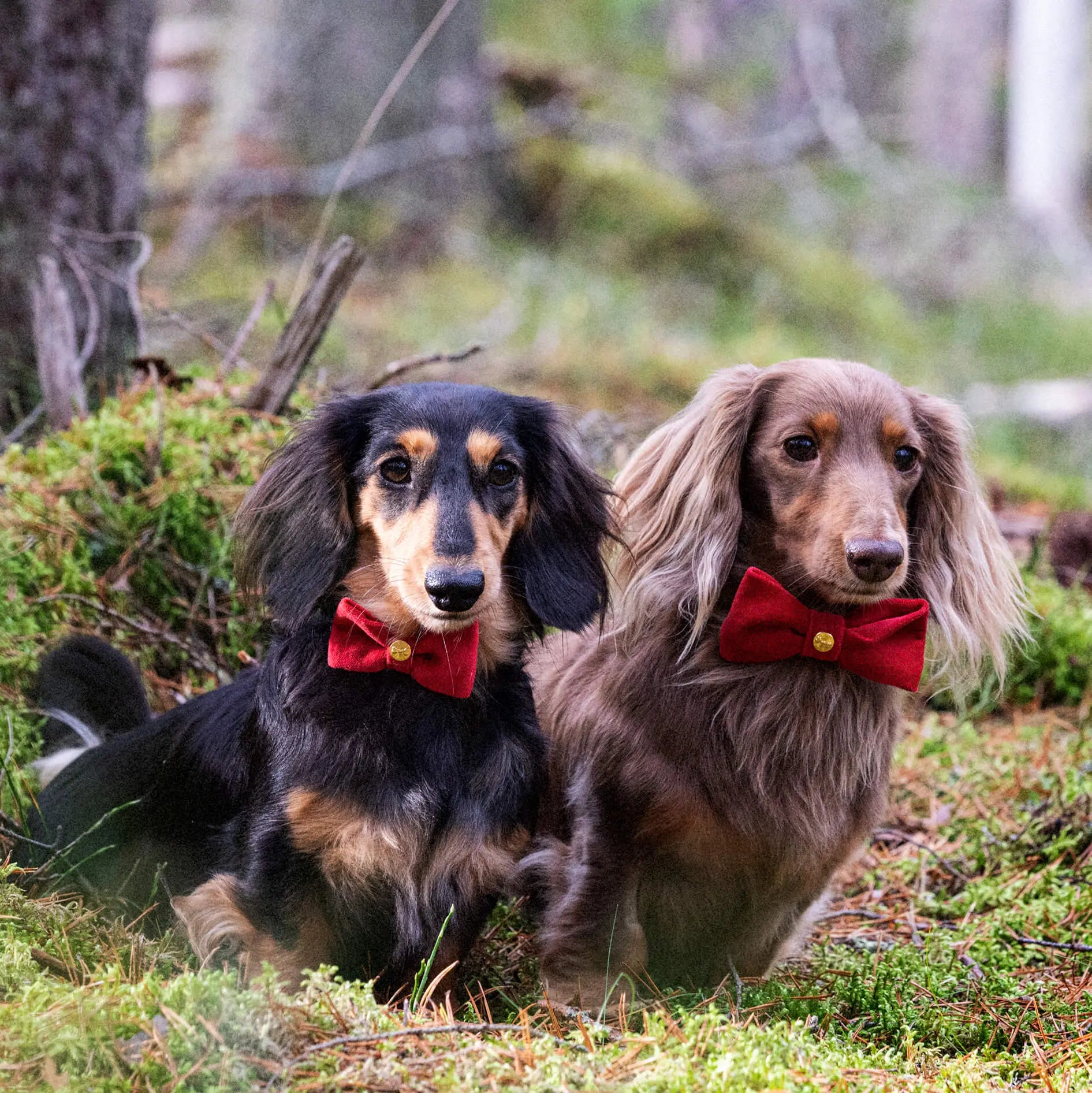 WePet.no Sløyfe i Rød Fløyel med Gullfargede Nagler – Denjo Dogs